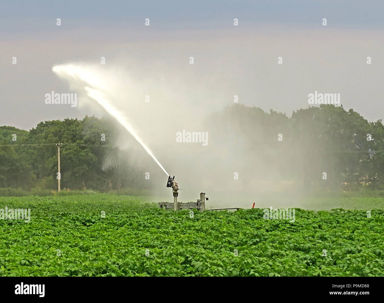 Water sprinkler in a Yorkshire Crop field of potatoes, Summer, England, UK Stock Photo