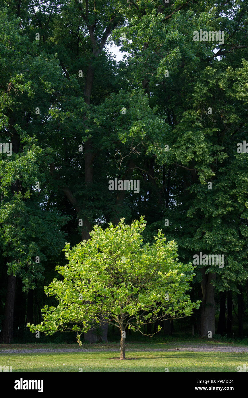 Arboretum Wirty founded in 1875 by Adam Putrich and Adam Schwappach in Wirty, Poland. June 10th 2018 © Wojciech Strozyk / Alamy Stock Photo Stock Photo