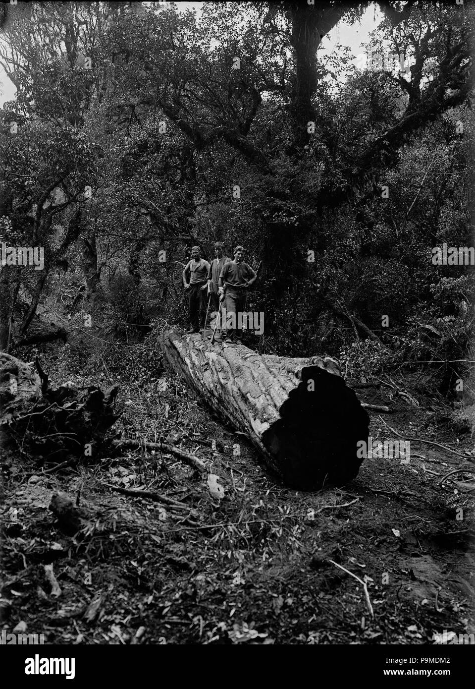 Dead Rimu Log Rimu tree hi-res stock photography and images - Alamy