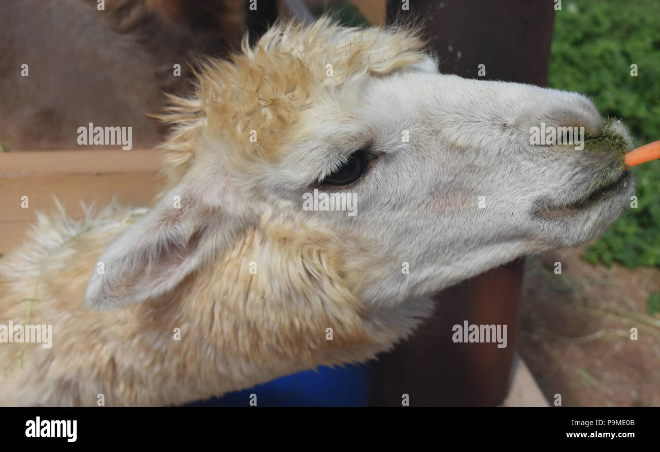 Cute white alpaca eating a carrot Stock Photo Alamy