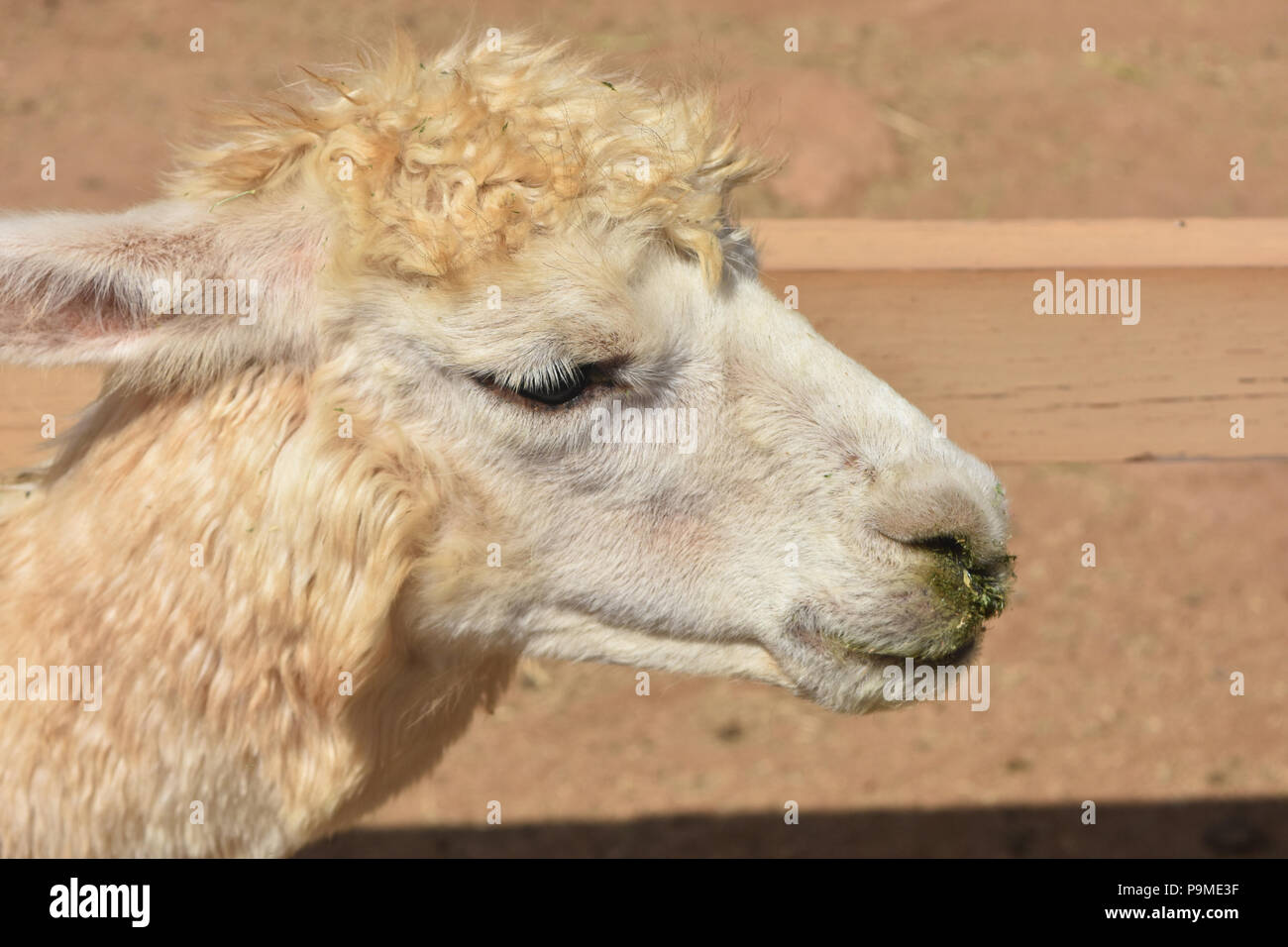 Gorgeous side view of an alpaca yearling Stock Photo - Alamy