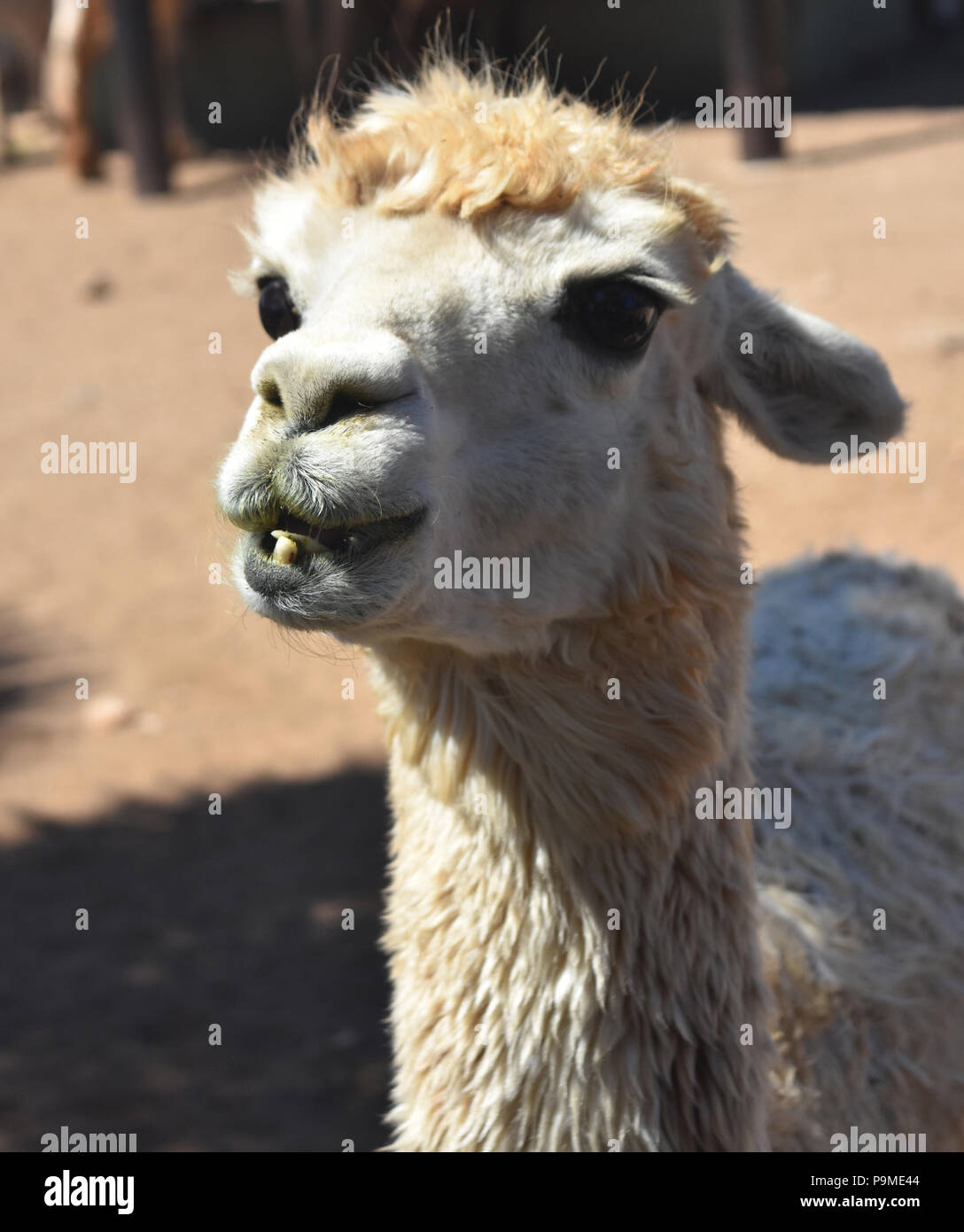White alpaca with an under bite and protruding teeth Stock Photo Alamy