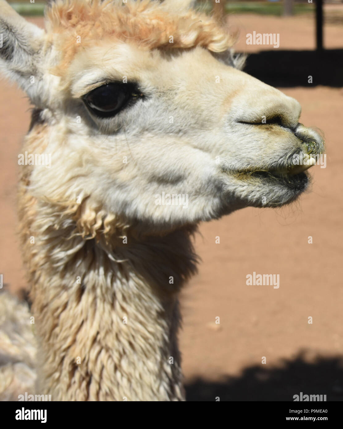 Domesticated white alpaca with teeth protruding from bottom jaw Stock