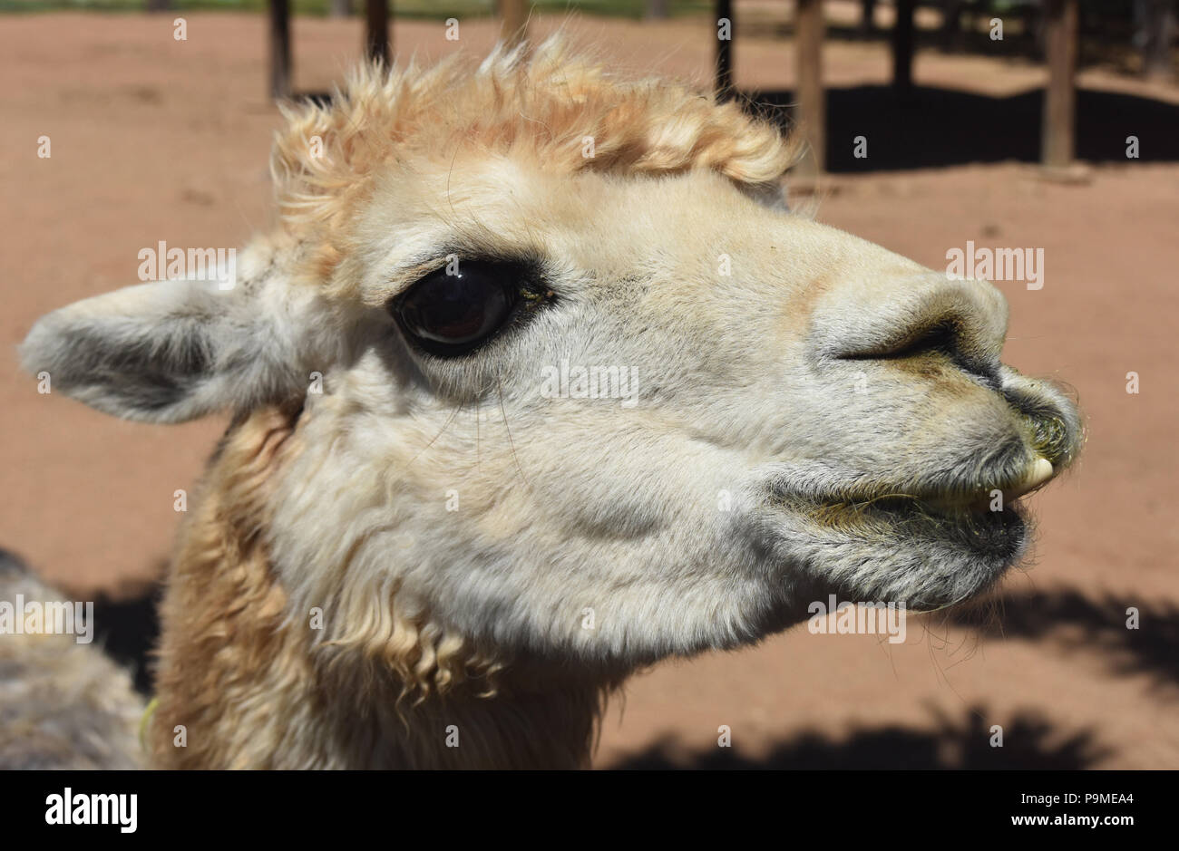 Domesticated alpaca with funny teeth protruding Stock Photo Alamy