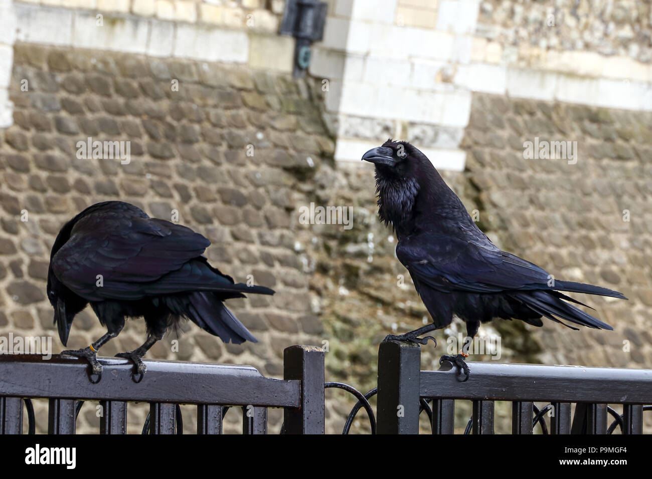 The Ravens of the Tower of London are a group of at least six captive ravens which live at the Tower of London