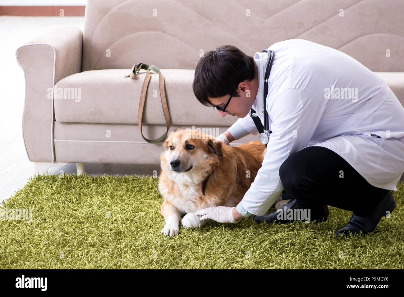 home visit doctor for dog