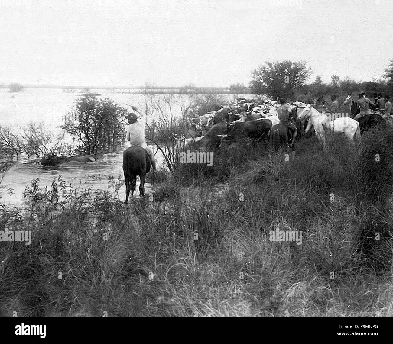 . English: A group of 'arrieros' and their cattle on the Uruguay river ...