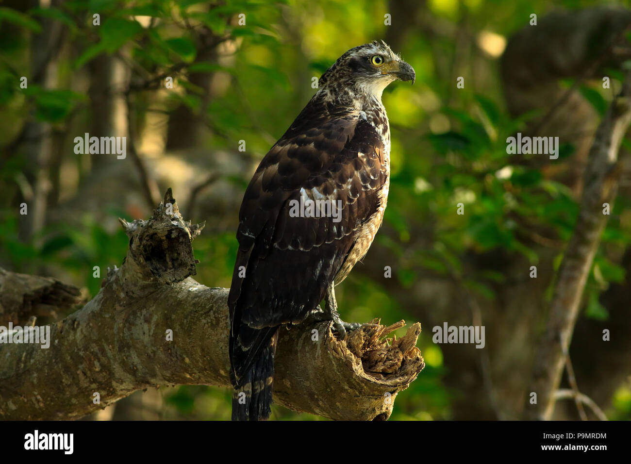 Crested Serpent Eagle, Spilornis cheela, Sundarbans, Bangladesh Stock ...