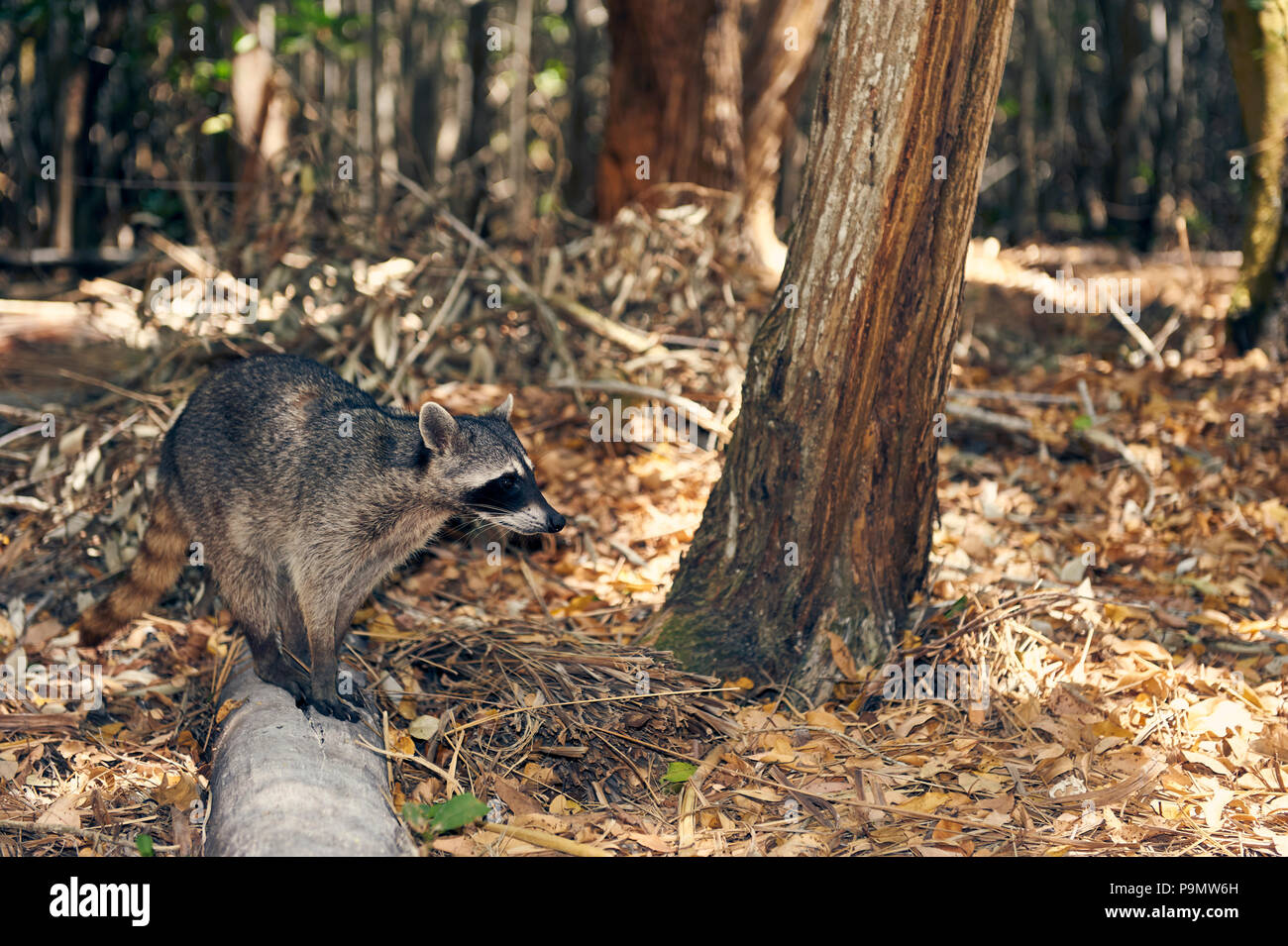 Raccoon at The Ecological Reserve 'Corchito', near Progreso, Yucatan, Mexico. Raccoons are fond to stealing food and things left on the picnic tables Stock Photo