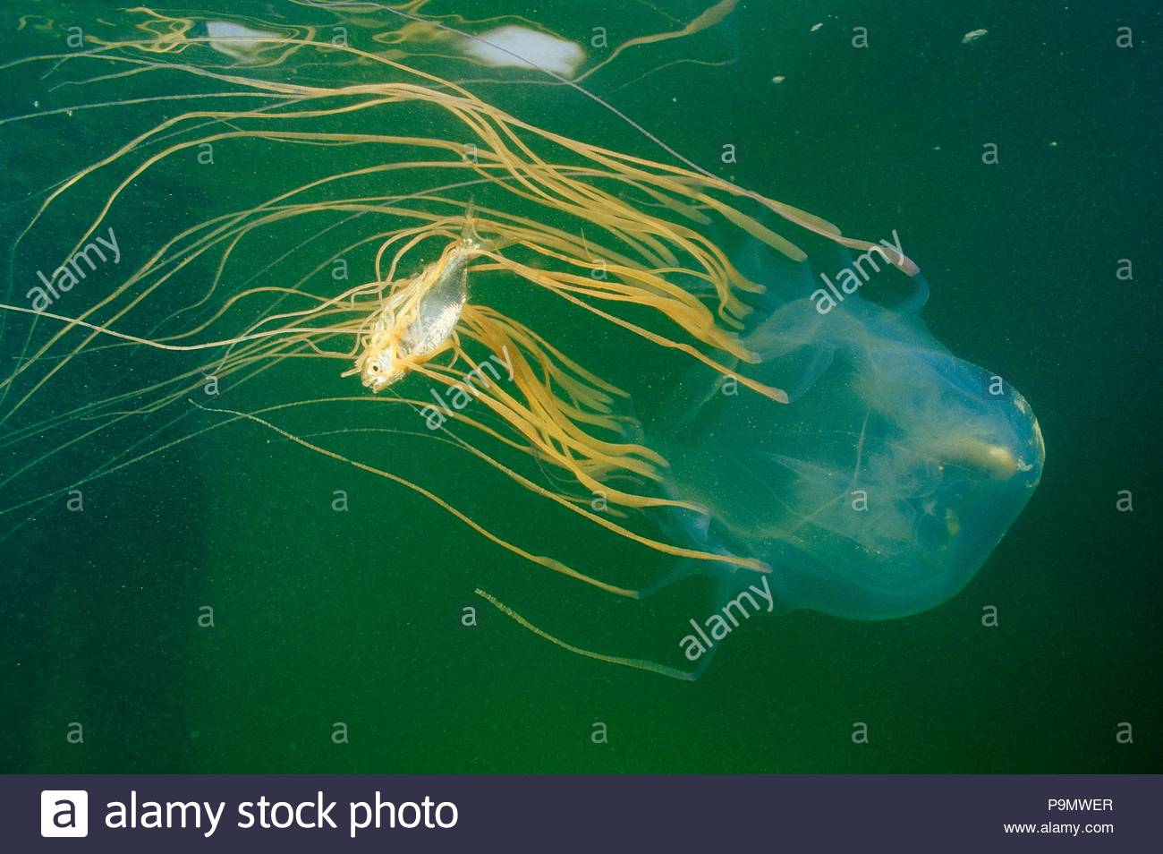 Box Jellyfish Australia Stock Photos & Box Jellyfish Australia Stock