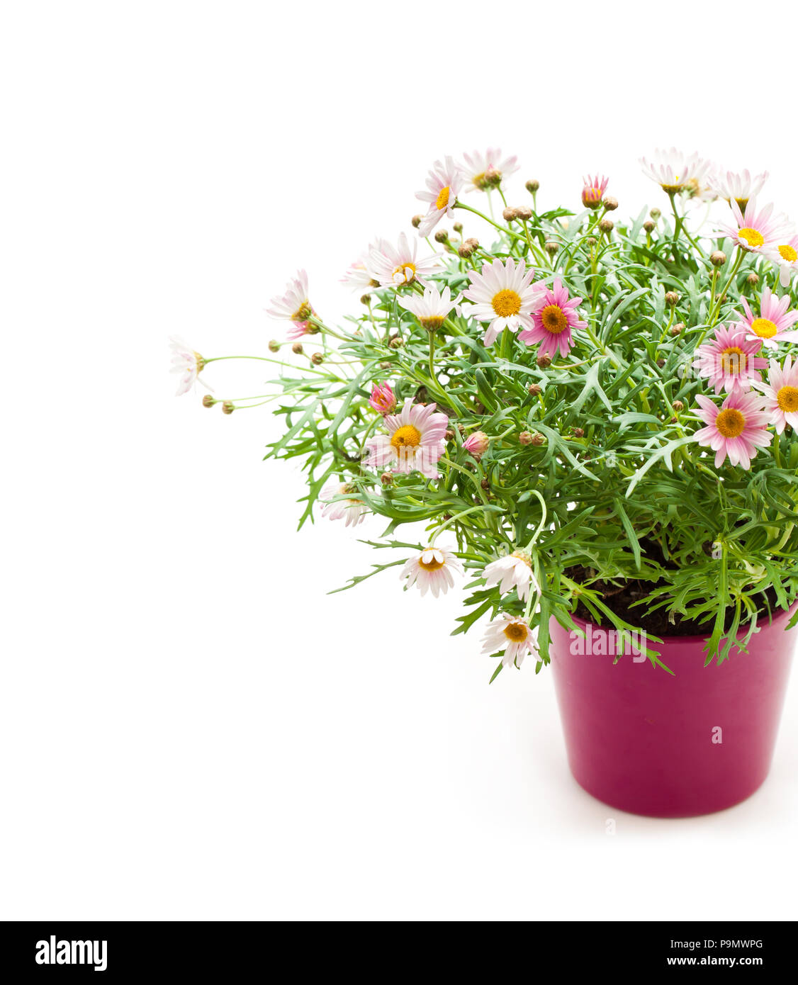 Pink Daisies Marguerite perennials in flower pot isolated on white