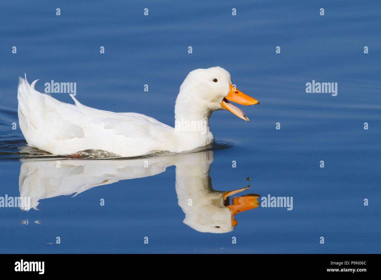 A very happy white mallard, Anas platyrhnchos, on sky blue water. Stock Photo