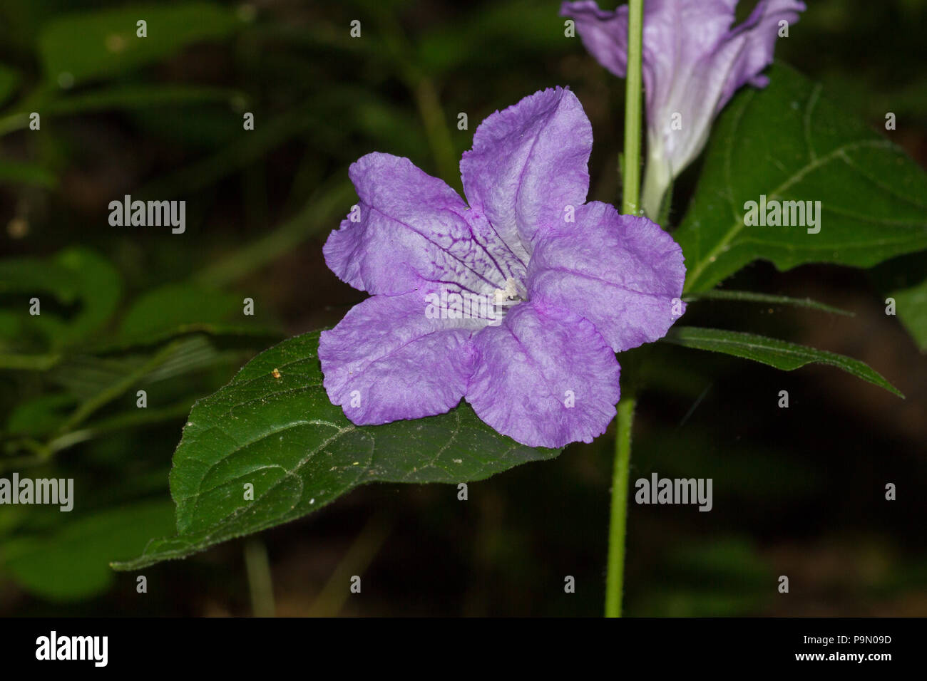 A wild petunia, Ruellia sp., blossom. Stock Photo