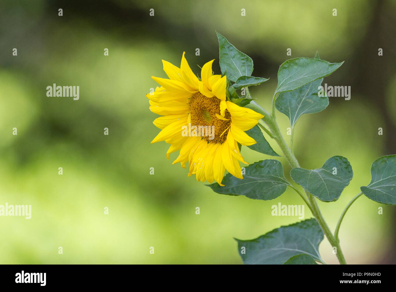 A sunflower, Helianthus sp., flower head. Stock Photo