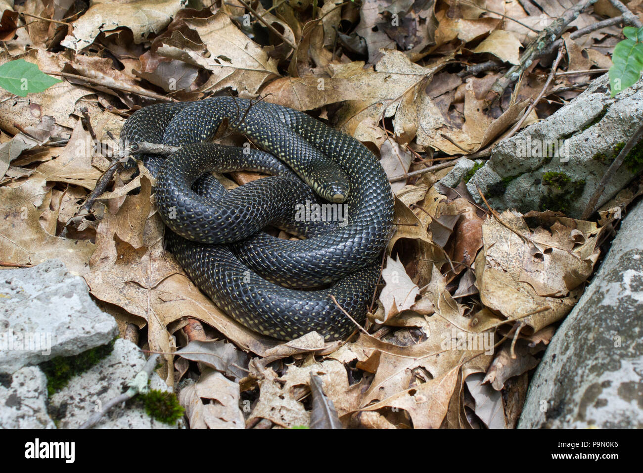 Speckled kingsnake lampropeltis getula holbrooki hires stock