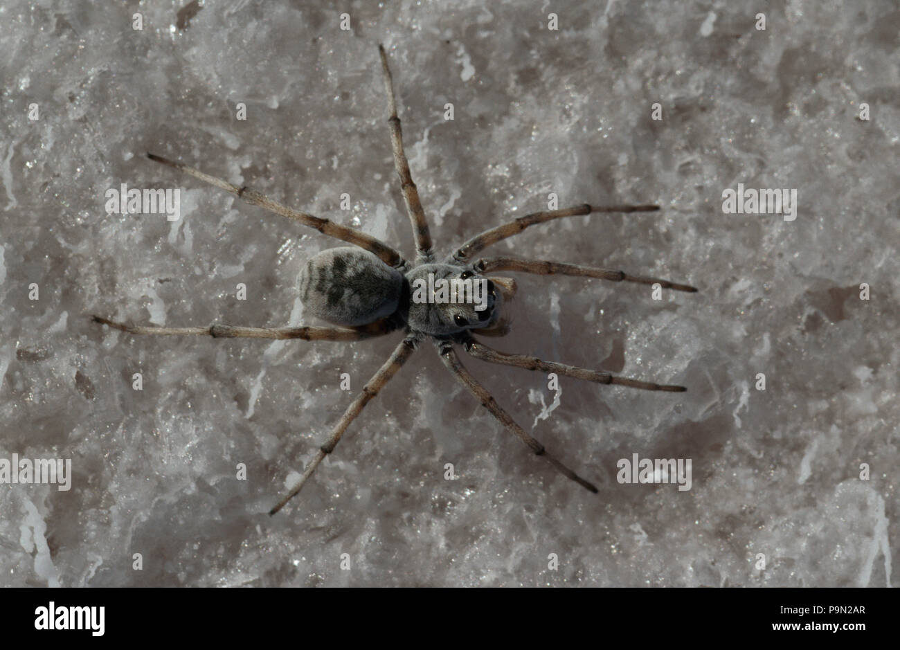 A Salt Lake Wolf Spider (Lycosa salifodina) hunting on a salt flat. Stock Photo