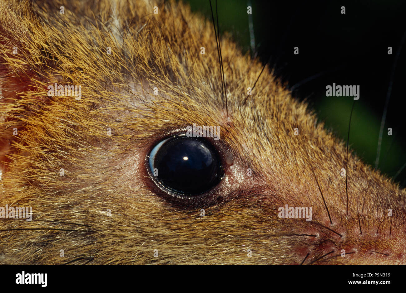 A closeup of the eye of the marsupial carnivore, the Spotted Quoll. Stock Photo