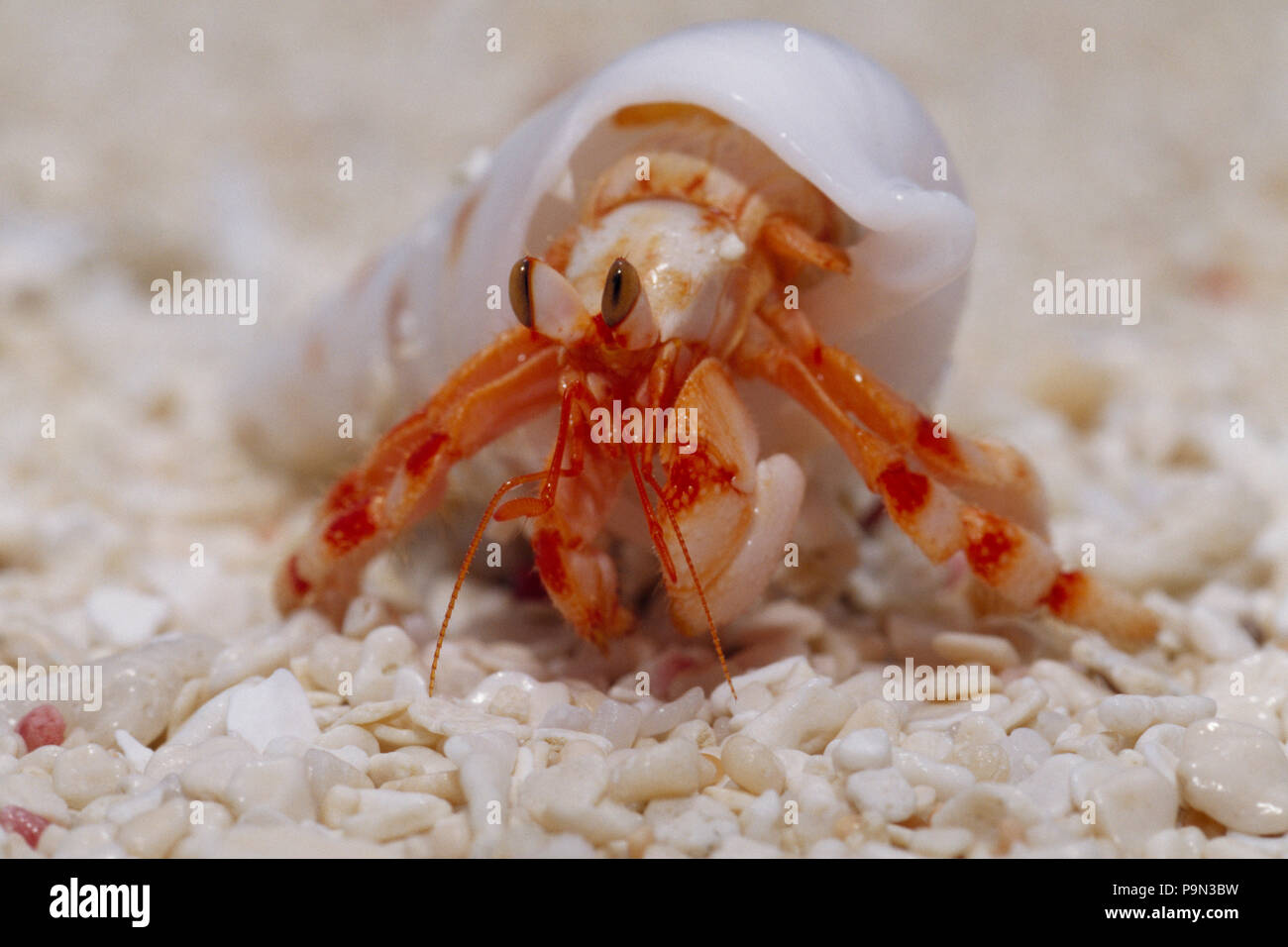 A strawberry land hermit crab emerging from its shell on a sand beach. Stock Photo