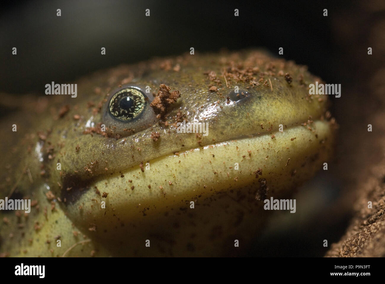 A captive Tiger Salamander (Ambystoma tigrinum Stock Photo Alamy