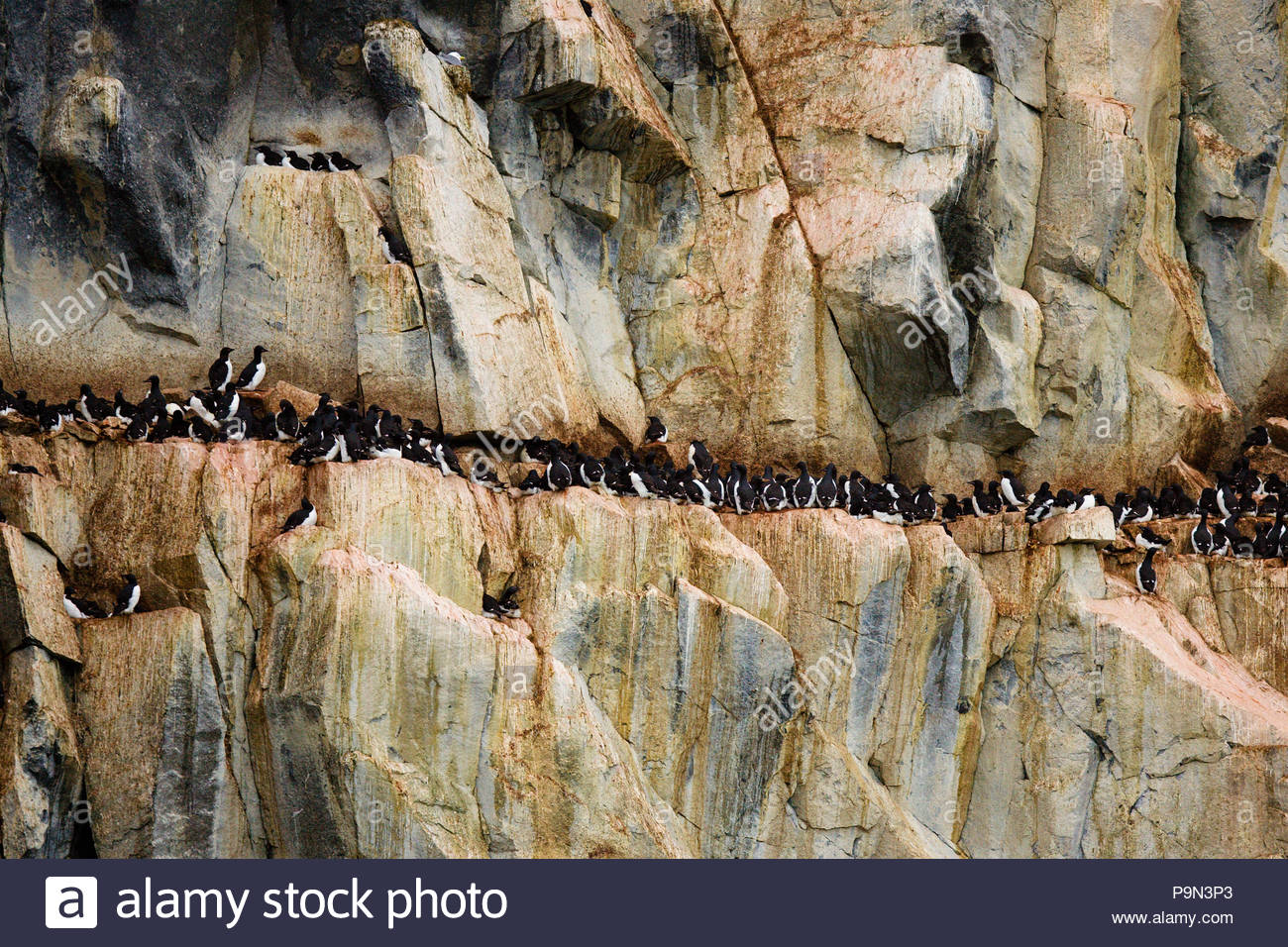 Brunnich's guillemots/thick-billed murres at a cliff-side colony. Stock Photo
