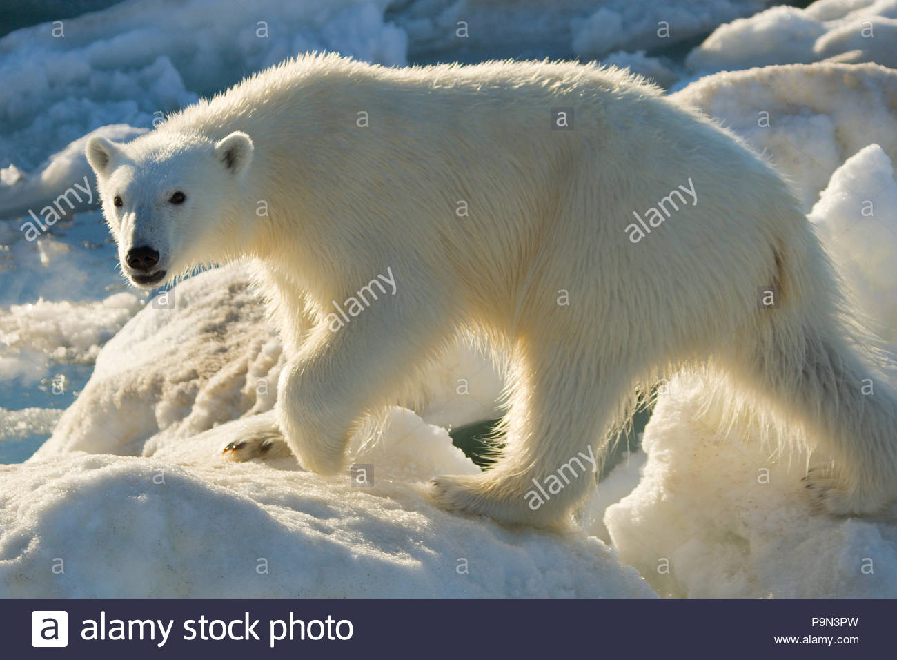 Polar bear, Ursus maritimus, on the pack ice. Stock Photo