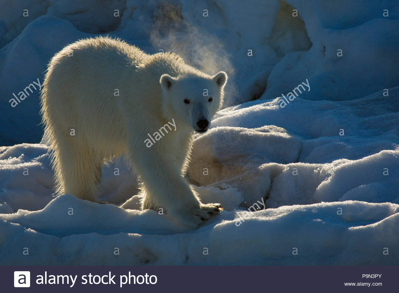 Polar bear, Ursus maritimus, on the pack ice. Stock Photo