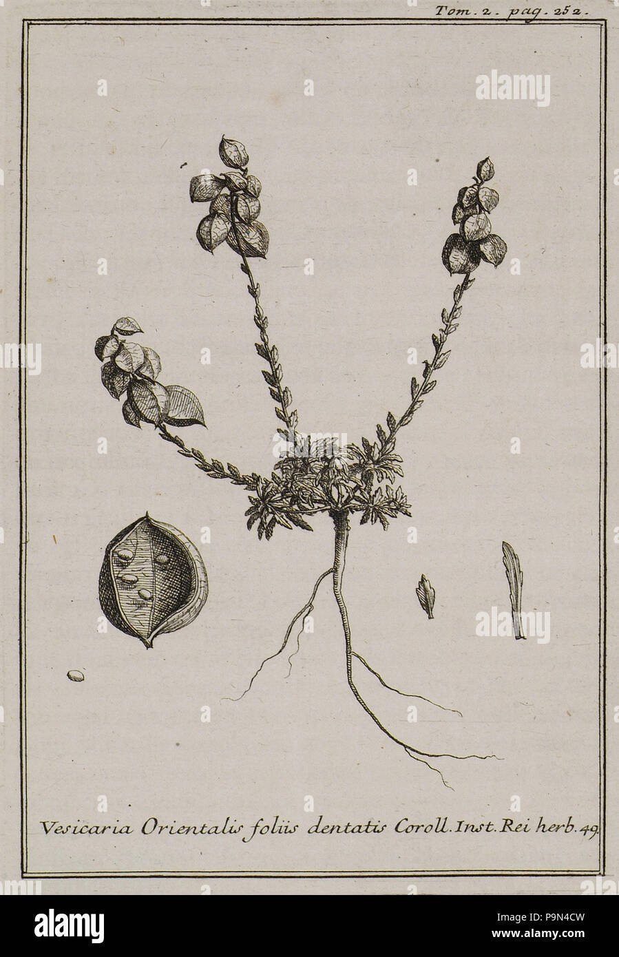 322 Vesicaria Orientalis foliis dentatis Coroll Inst Rei herb 49 - Tournefort Joseph Pitton De - 1717 Stock Photo