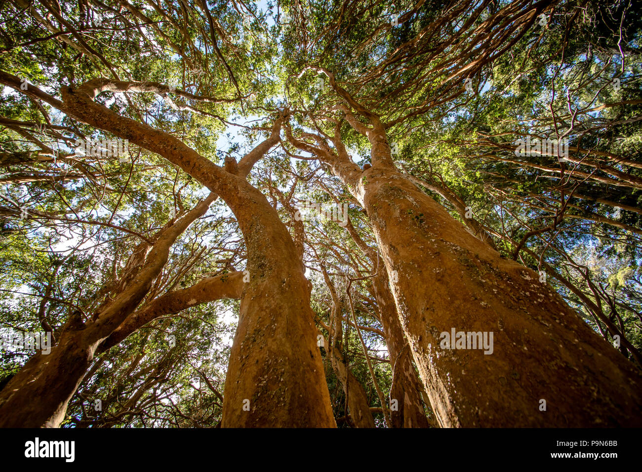 Luma apiculata hi-res stock photography and images - Alamy