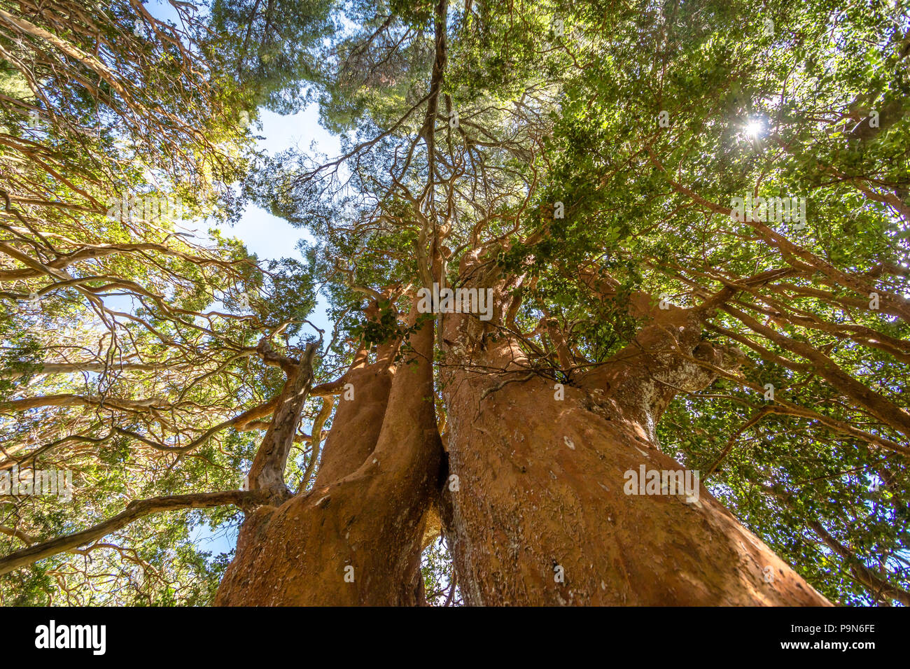 Arrayanes Trees (Chilean Myrtle) with orange trunk at Arrayanes National Park - Villa La Angostura, Patagonia, Argentina Stock Photo