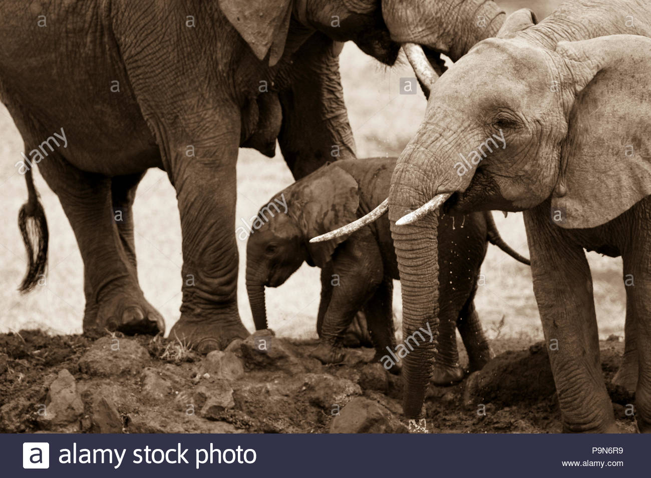 Adult, baby, and juvenile African elephants. Stock Photo