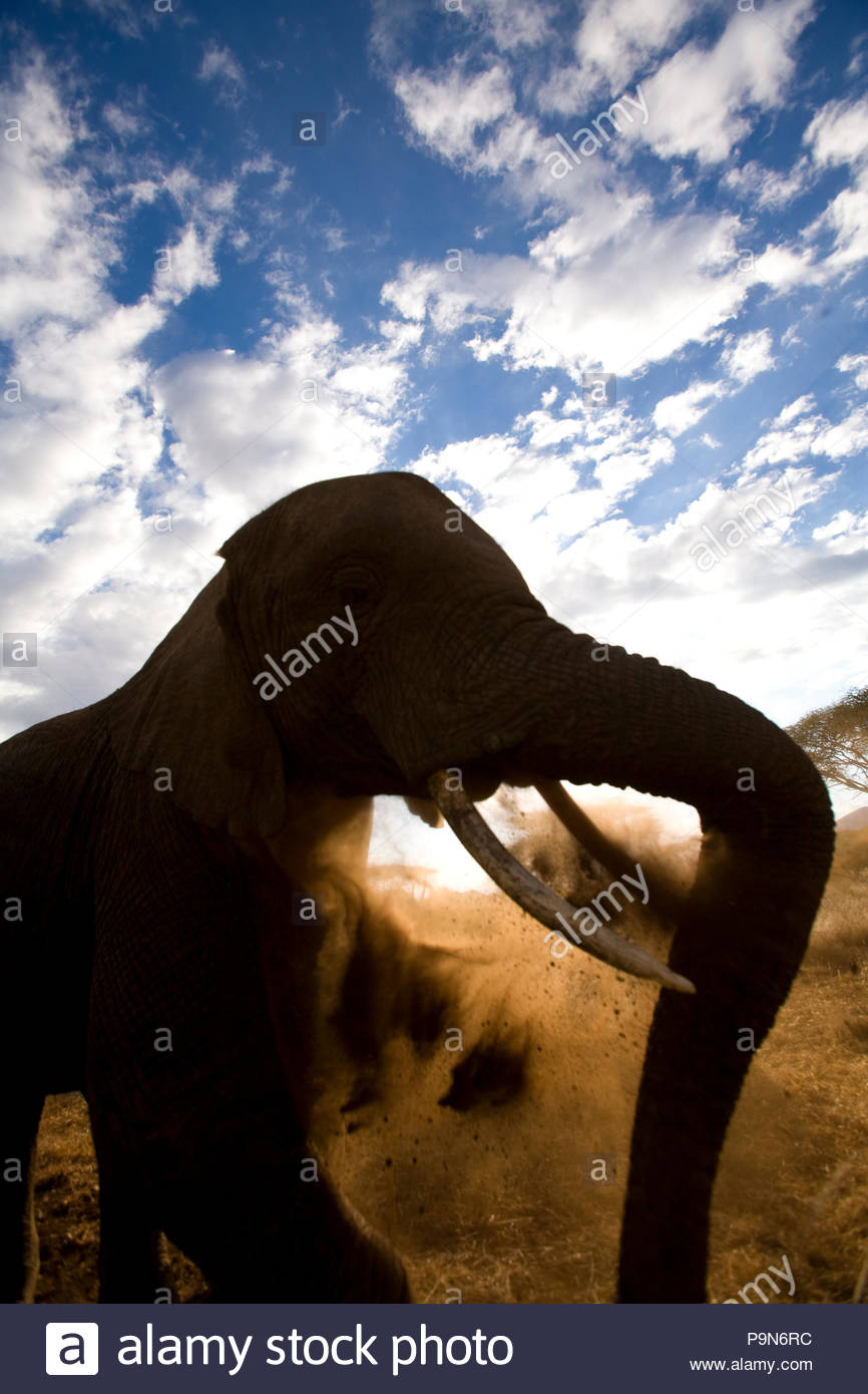 An African elephant, Loxodonta africana, kicking up a dust cloud. Stock Photo