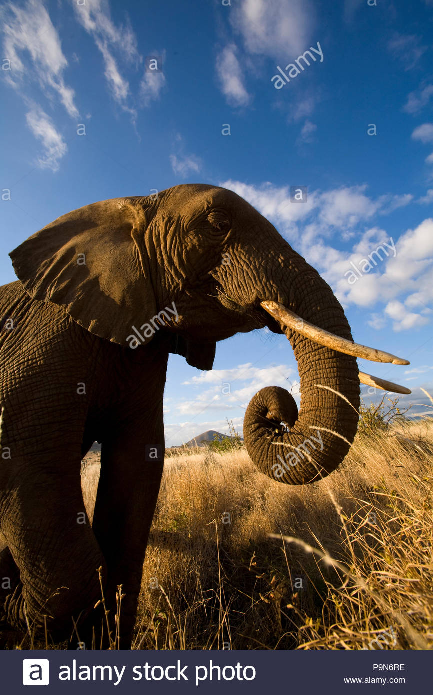 Portrait of an African elephant with curled trunk. Stock Photo