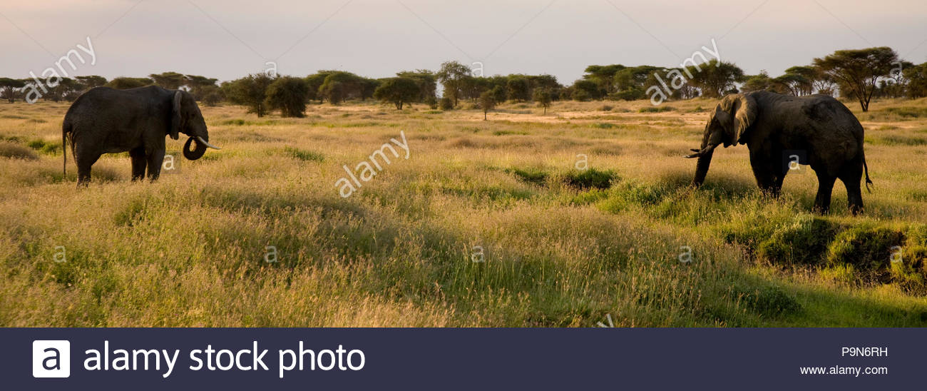 African elephants, Loxodonta africana, grazing in expansive grasslands Stock Photo