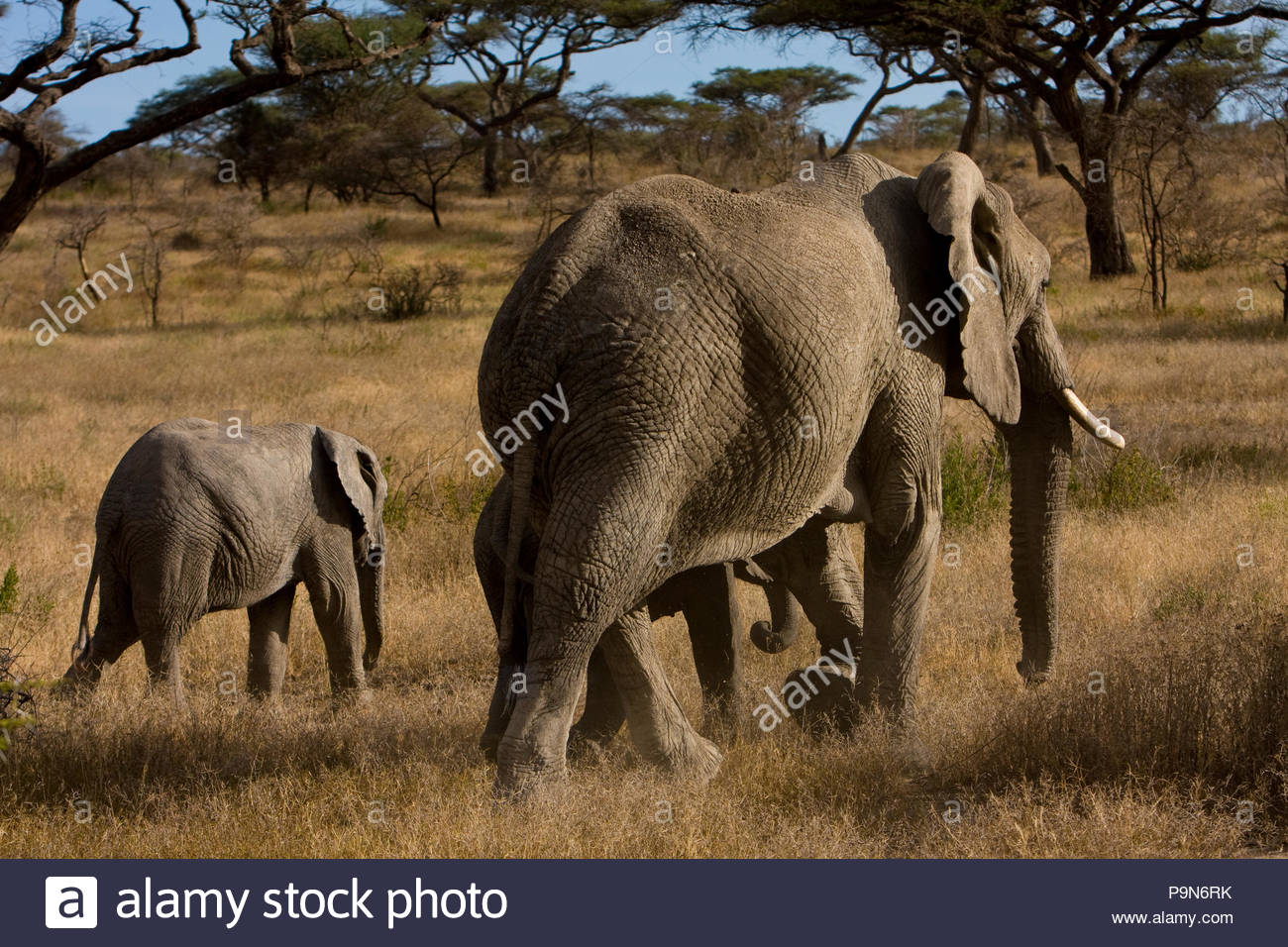 African elephants and two juveniles in African landscape. Stock Photo
