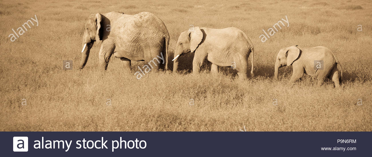 Two adult African elephants and a juvenile walking throug a grassland. Stock Photo