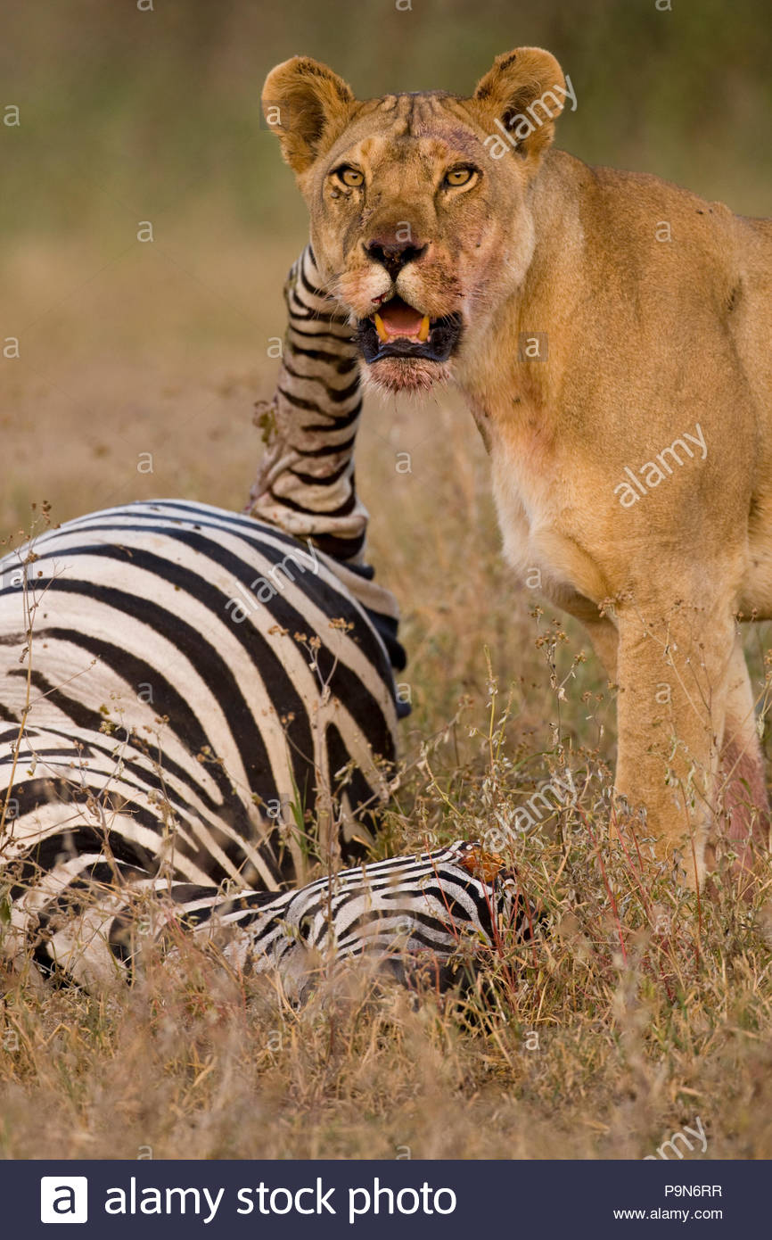African lioness, Panthera leo, with a zebra carcass. Stock Photo