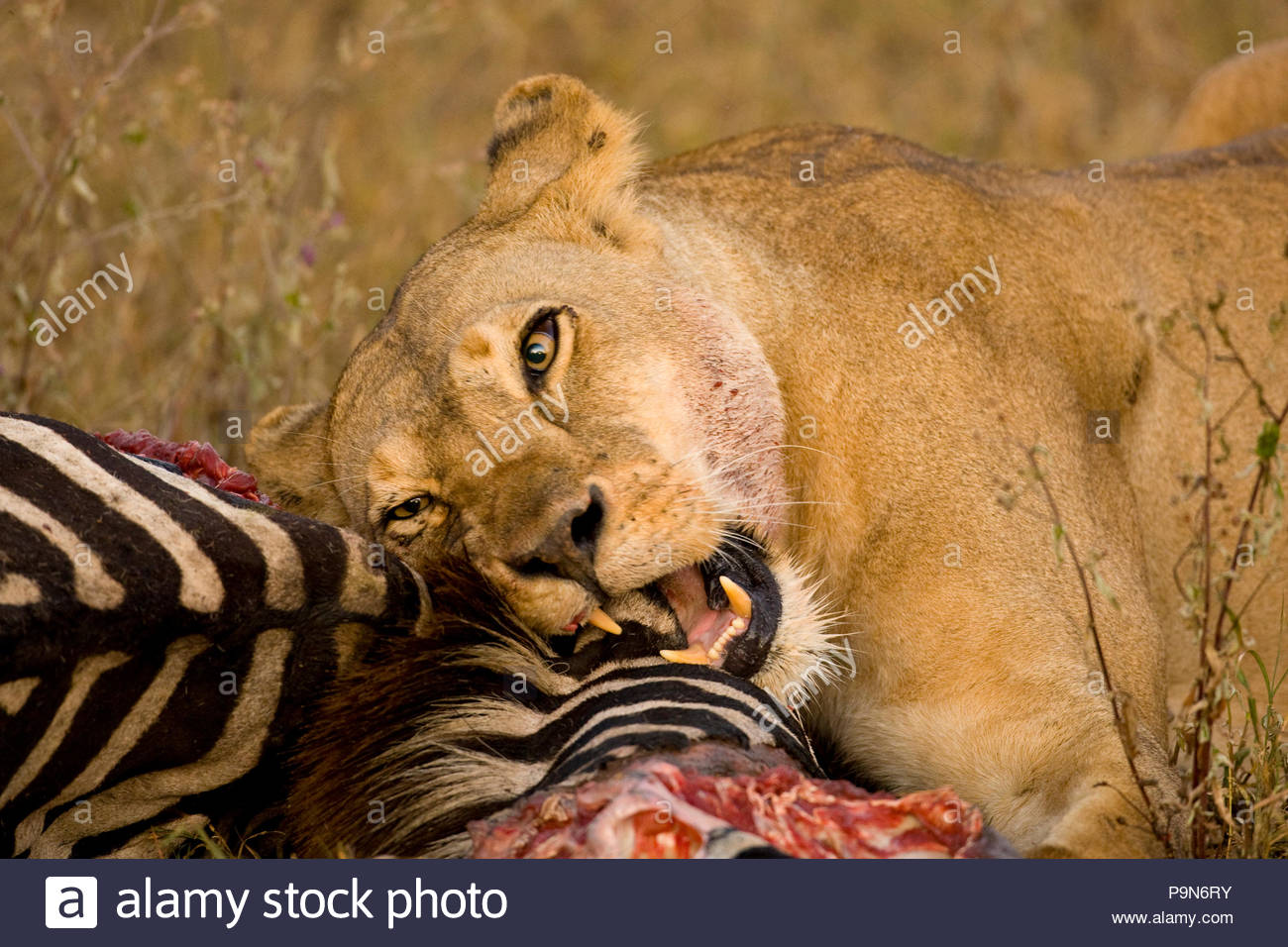 African lioness, Panthera leo, gnawing on a zebra carcass. Stock Photo