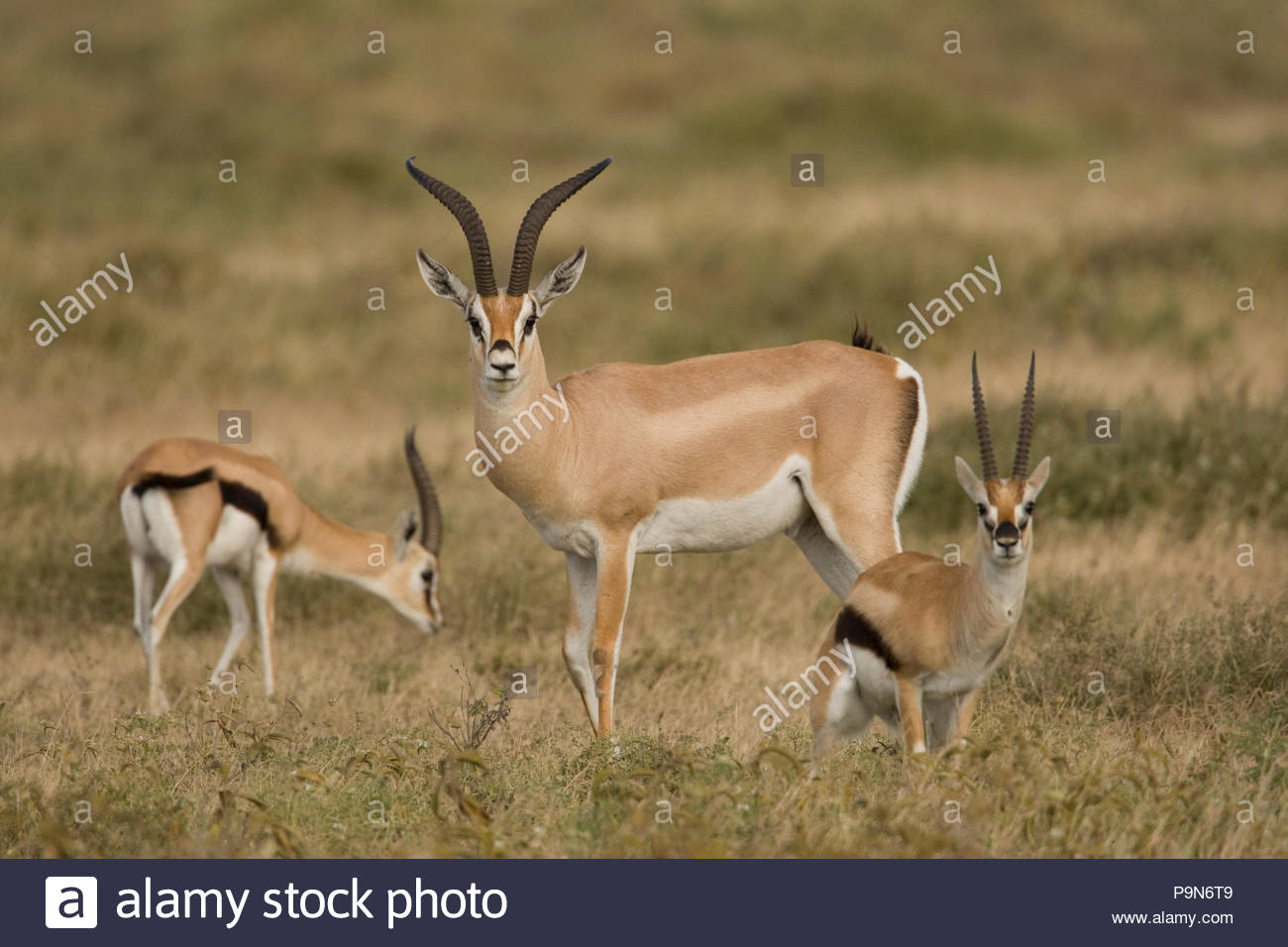 Male Thomson's gazelle, Gazella thomsoni, with two smaller females. Stock Photo