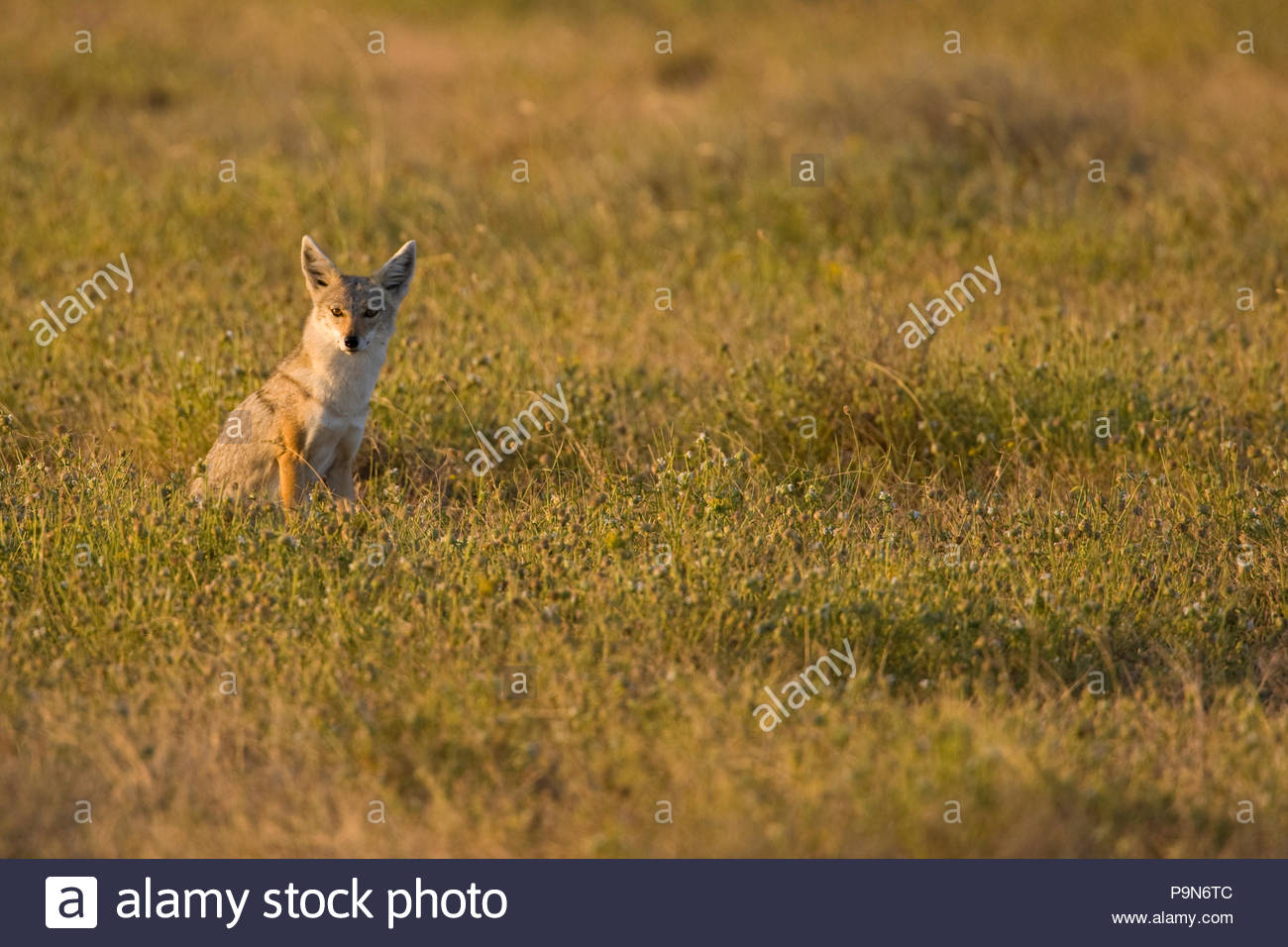 Black-backed jackal, Canis mesomelas, on an African plain. Stock Photo