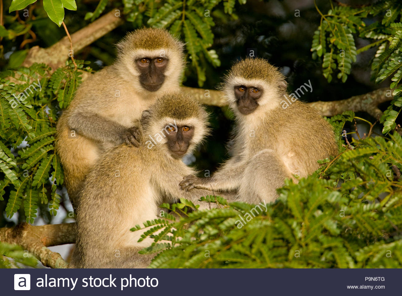 Three vervet monkeys, Cercopithecus Aethiops, perched in a tree. Stock Photo