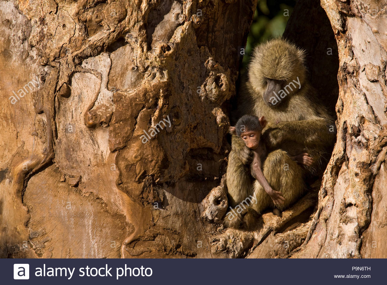 Adult olive baboon and two babies seated in a gnarled tree. Stock Photo