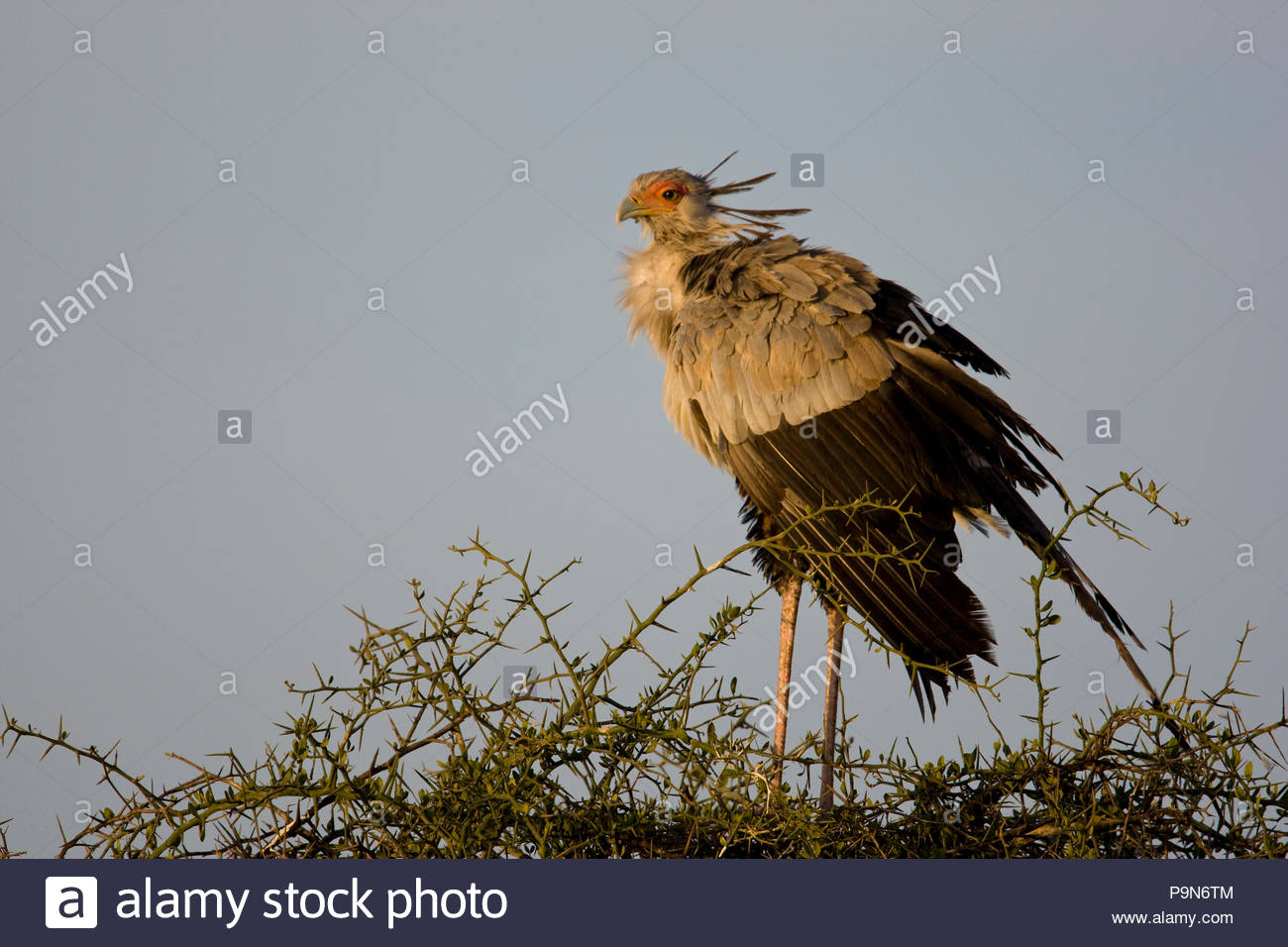 Secretary bird, Sagittarius serpentarius, standing in a thorny bush. Stock Photo