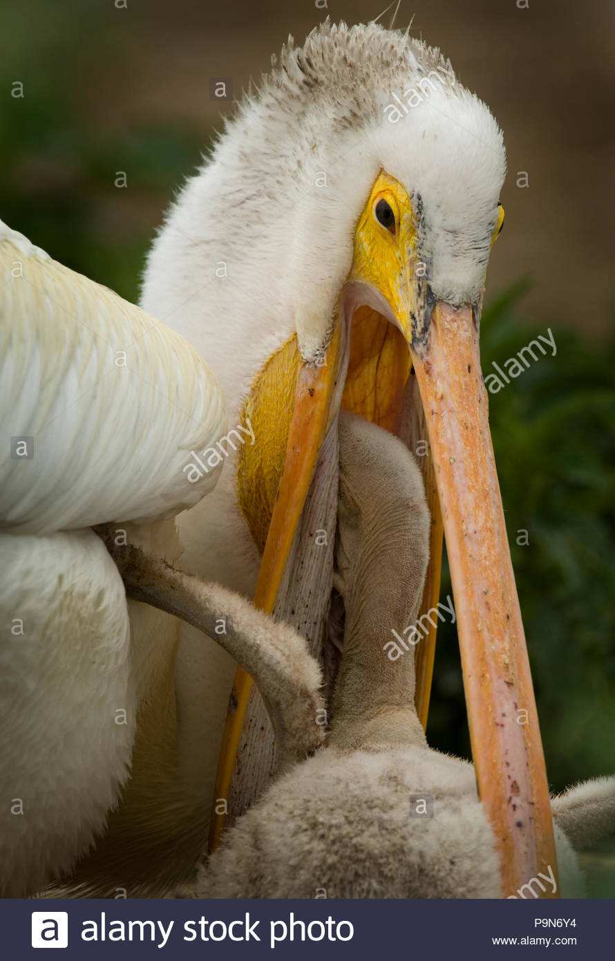 Pelican Feeding Young Stock Photos &amp; Pelican Feeding Young Stock Images ...