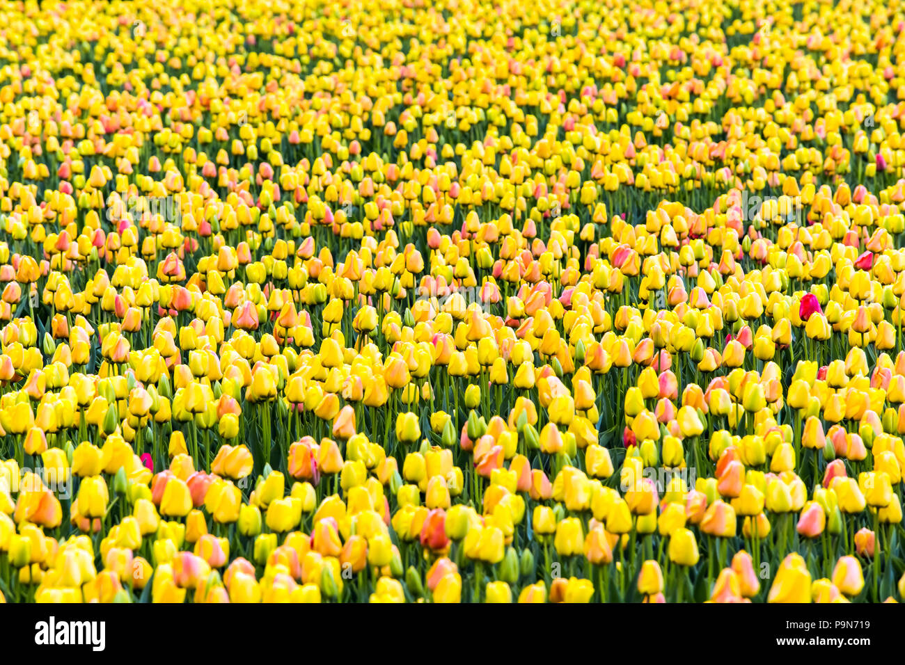 Fields of yellow tulips in Keukenhof area near Amsterdam, Netherlands Stock Photo