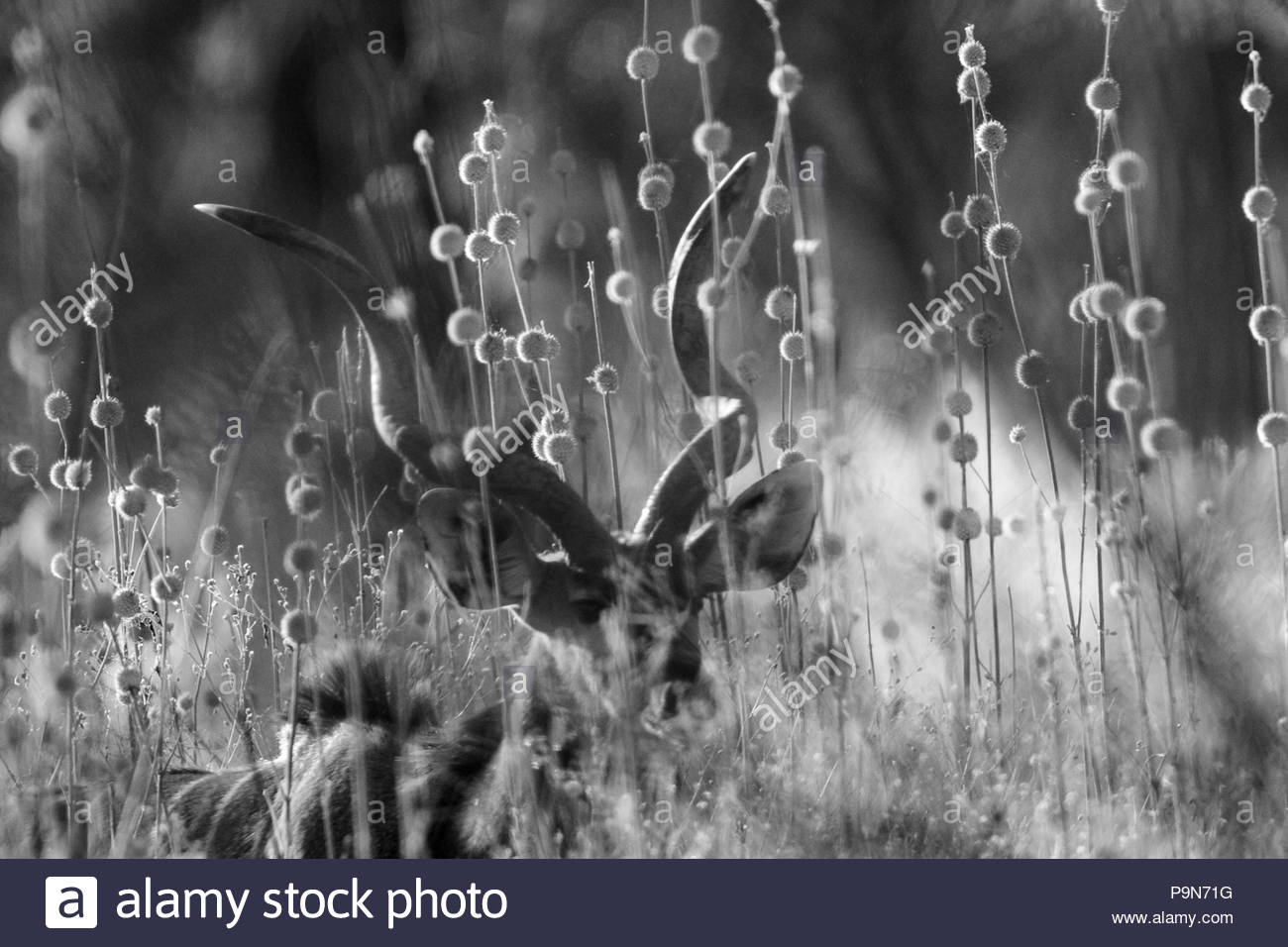 A male kudu, Tragelaphus strepsiceros, in tall vegetation. Stock Photo