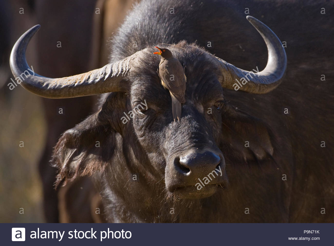 Red-biller oxpecker on a Cape buffalo, Syncerus caffer. Stock Photo