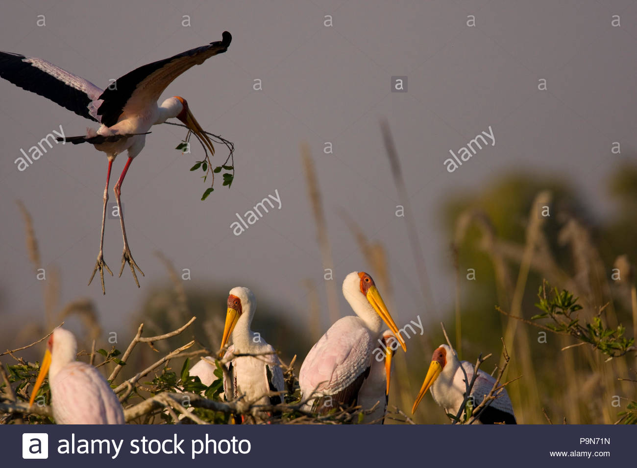 Yellow-billed storks, Mycteria Ibis, and nest building. Stock Photo