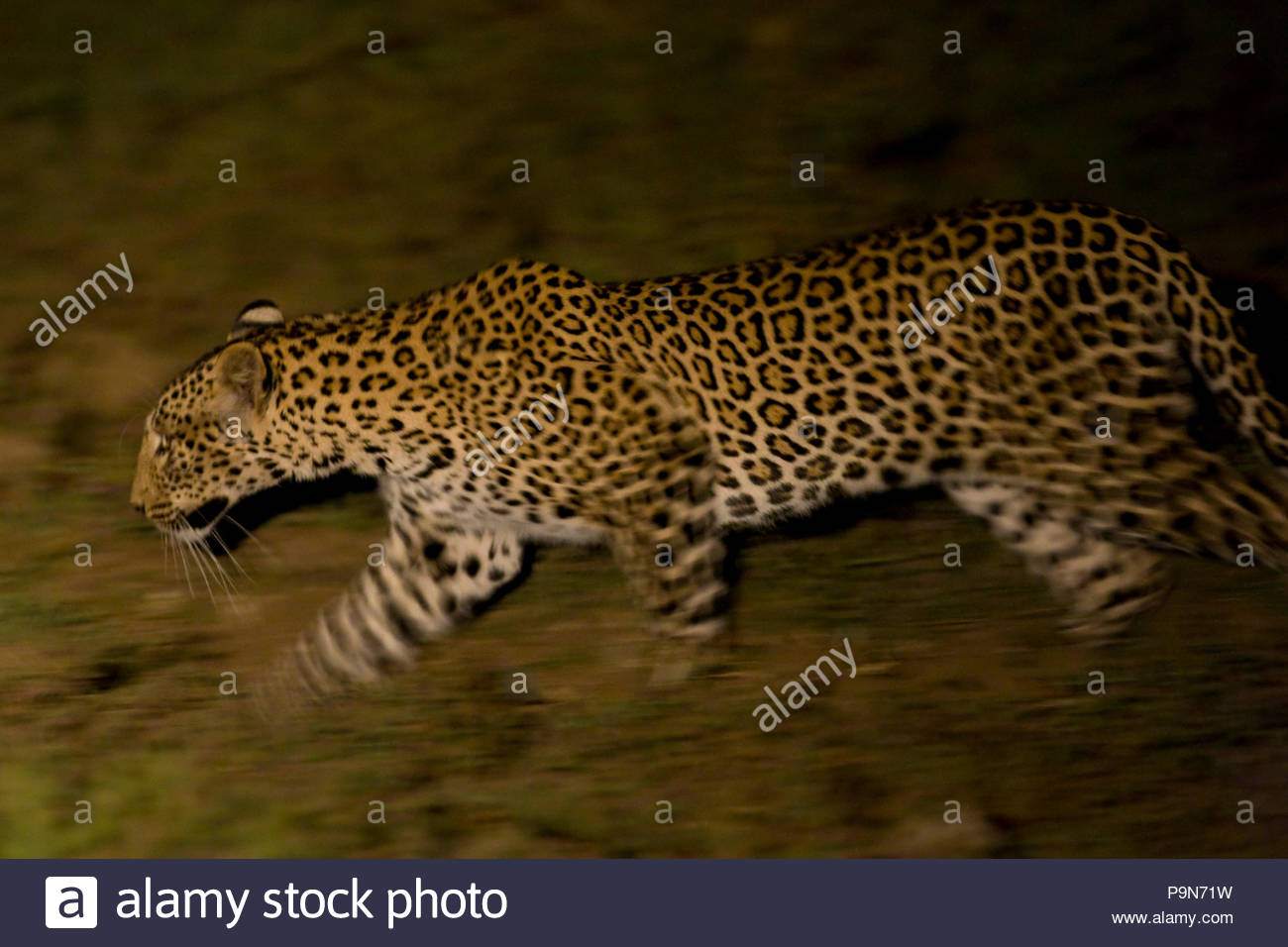 A leopard, Panthera pardus, on the move at night. Stock Photo
