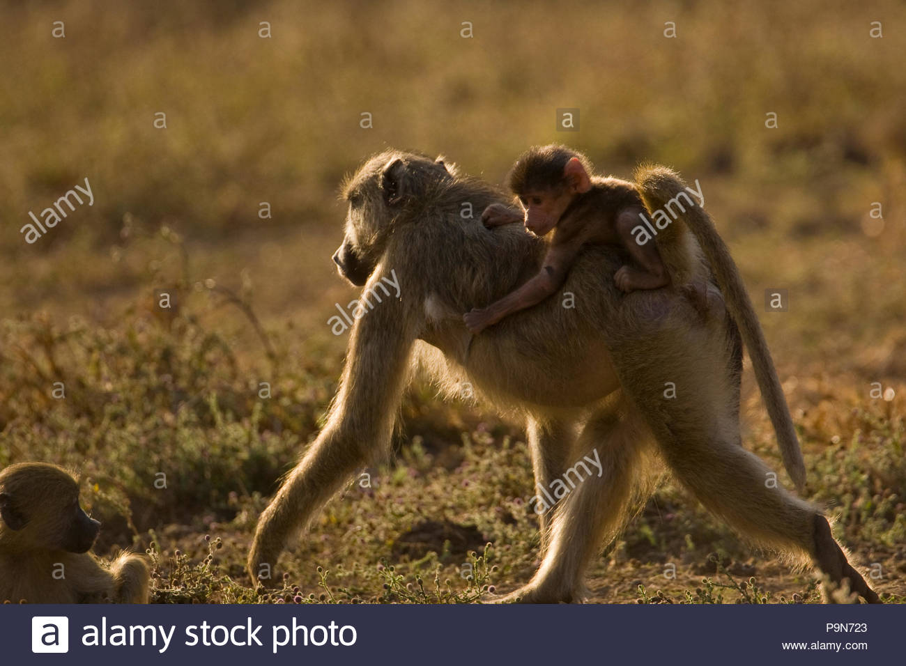 A chacma baboon, Papio cynocephalus ursinus, with a baby on it's back. Stock Photo