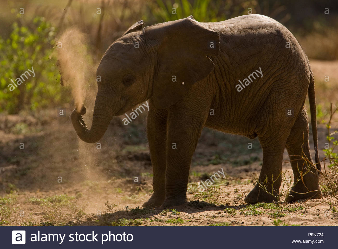 A baby African elephant, Loxodonta africana, tossing dirt. Stock Photo